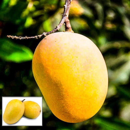 Rataul Mango Aam Grafted Healthy Fruit Plant