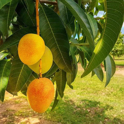 Rataul Mango Aam Grafted Healthy Fruit Plant