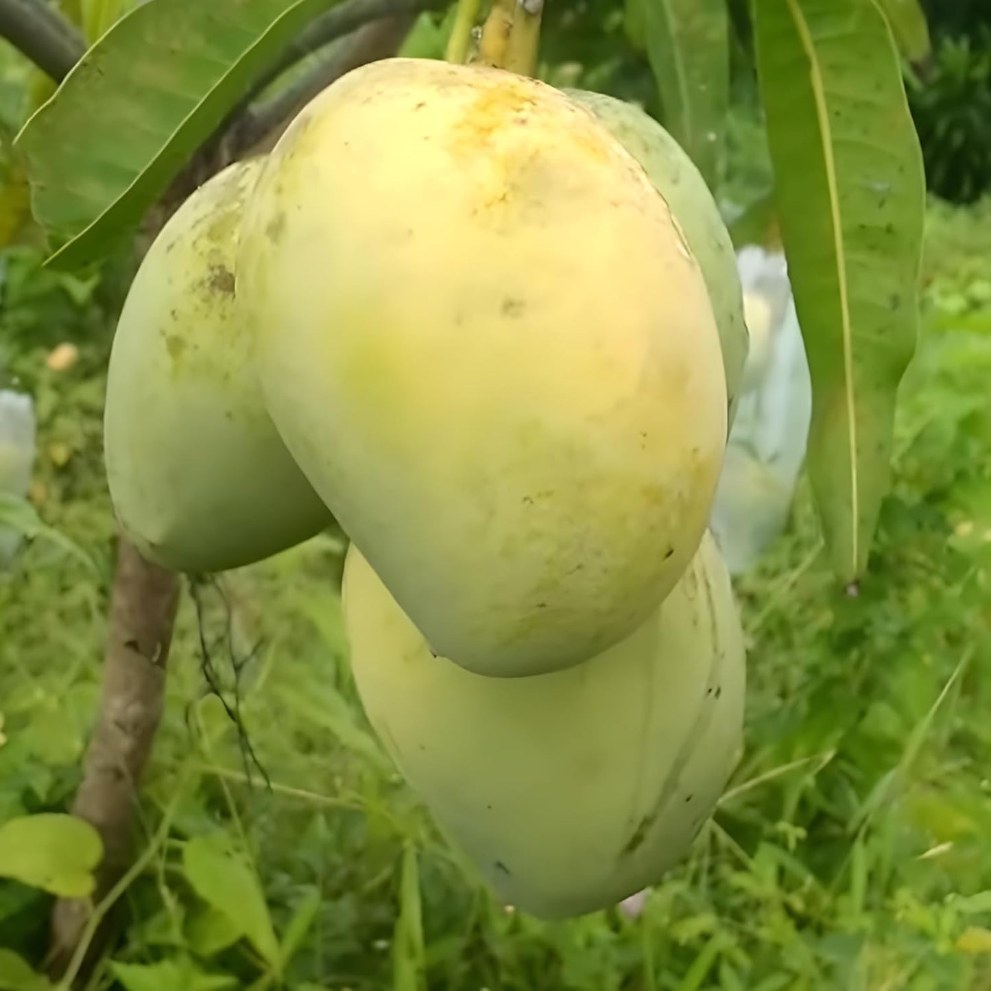 Rataul Mango Aam Grafted Healthy Fruit Plant