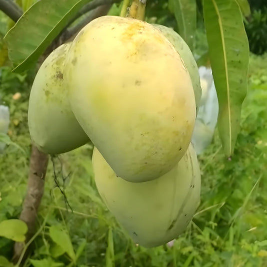 Rataul Mango Aam Grafted Healthy Fruit Plant