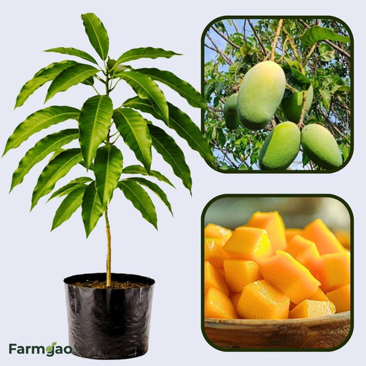 Ratna Mango Aam Grafted Healthy Fruit Plant