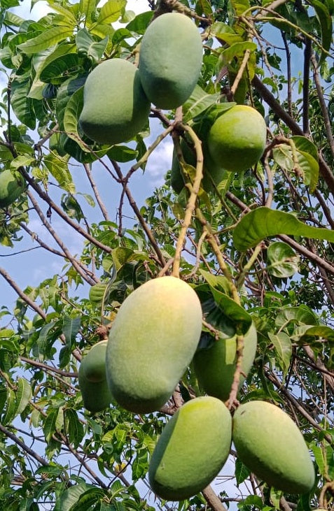 Ratna Mango Aam Grafted Healthy Fruit Plant