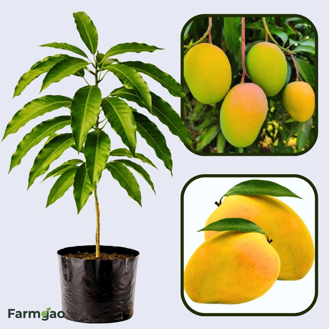 Ratnagiri Mango Aam Grafted Healthy Fruit Plant