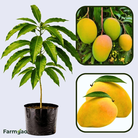 Ratnagiri Mango Aam Grafted Healthy Fruit Plant