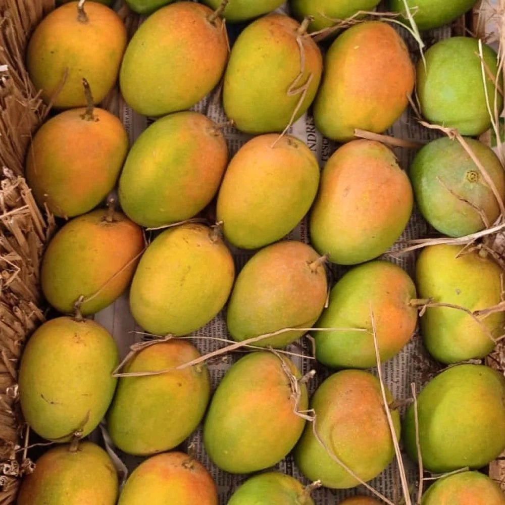 Ratnagiri Mango Aam Grafted Healthy Fruit Plant