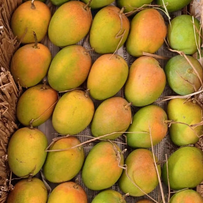 Ratnagiri Mango Aam Grafted Healthy Fruit Plant