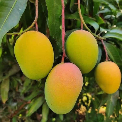 Ratnagiri Mango Aam Grafted Healthy Fruit Plant