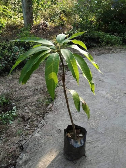 Ratnagiri Mango Aam Grafted Healthy Fruit Plant