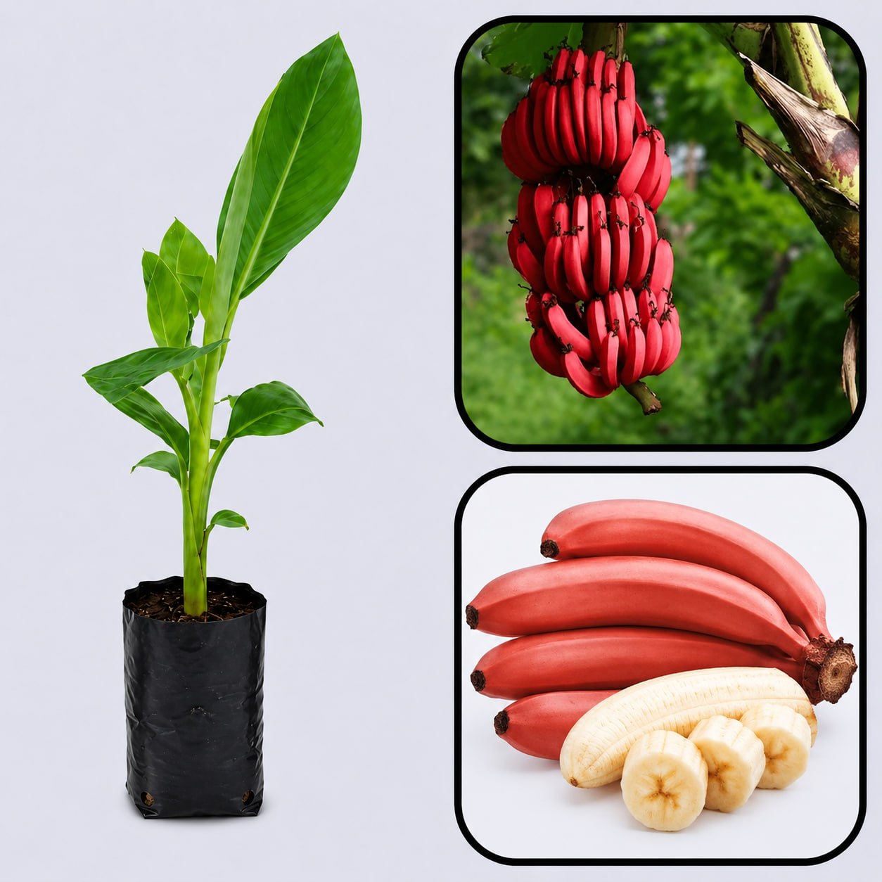 Red Banana Healthy Sweet Tissue Cultured Fruit Plant