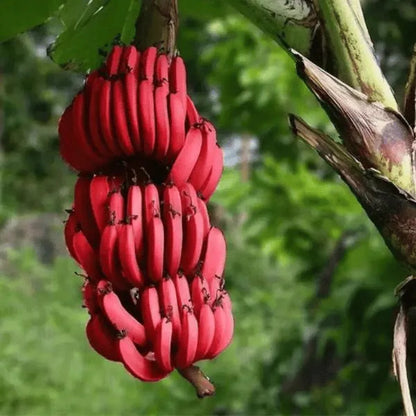 Red Banana Healthy Sweet Tissue Cultured Fruit Plant