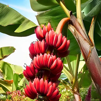 Red Banana Healthy Sweet Tissue Cultured Fruit Plant