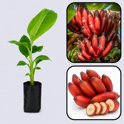 Red Banana (Lal Kela) Healthy Sweet Tissue Cultured Fruit Plant