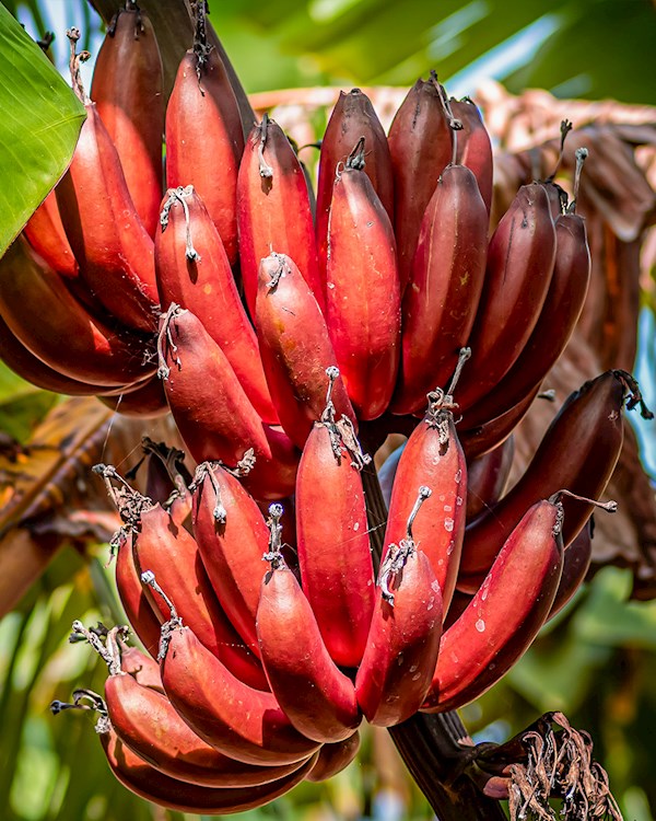 Red Banana (Lal Kela) Healthy Sweet Tissue Cultured Fruit Plant