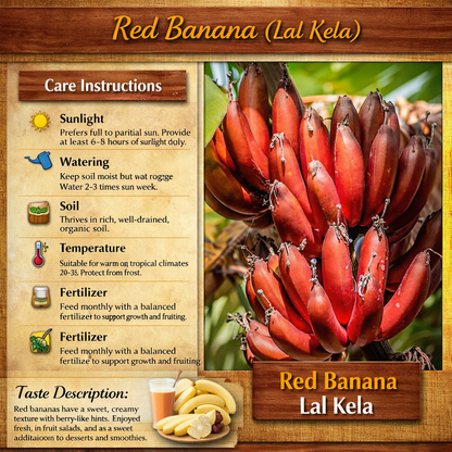 Red Banana (Lal Kela) Healthy Sweet Tissue Cultured Fruit Plant