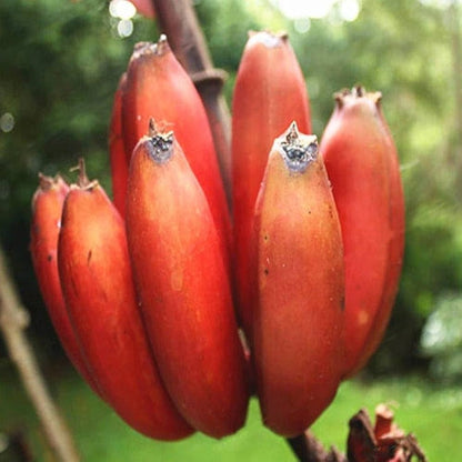 Red Banana (Lal Kela) Healthy Sweet Tissue Cultured Fruit Plant