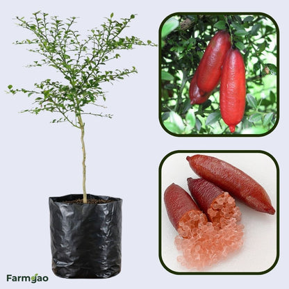 Red Champagne Finger Lime Plant Live Nimbu Tree Kagzi Lemon Citrus Limon Fruit Plant
