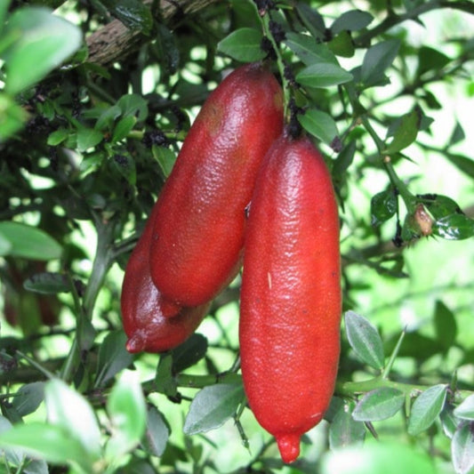 Red Champagne Finger Lime Plant Live Nimbu Tree Kagzi Lemon Citrus Limon Fruit Plant