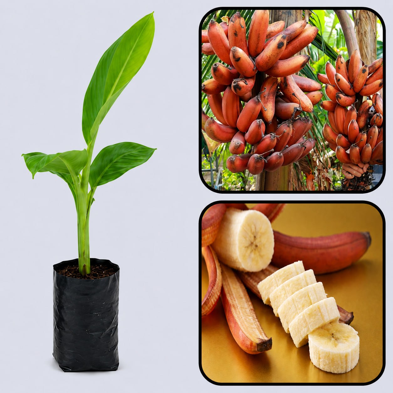 Red Dacca Banana Healthy Sweet Tissue Cultured Fruit Plant