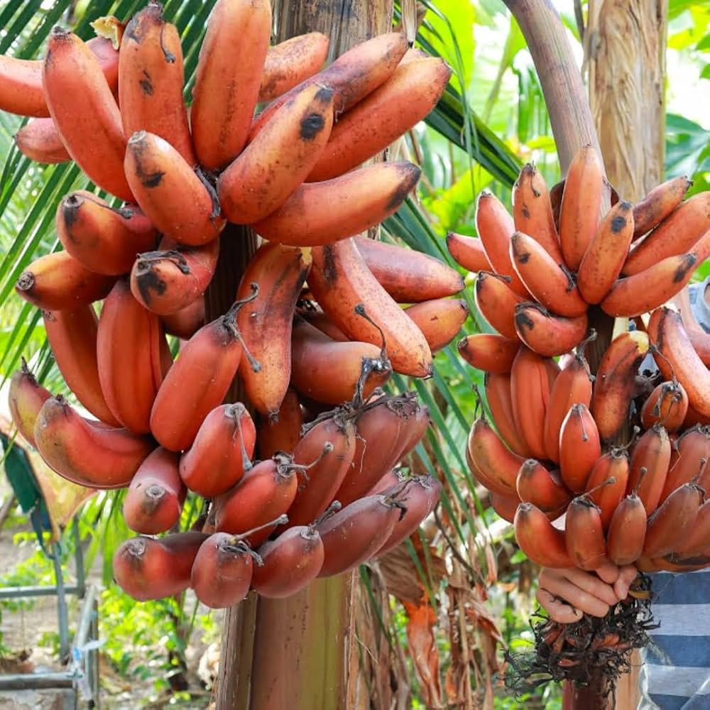Red Dacca Banana Healthy Sweet Tissue Cultured Fruit Plant