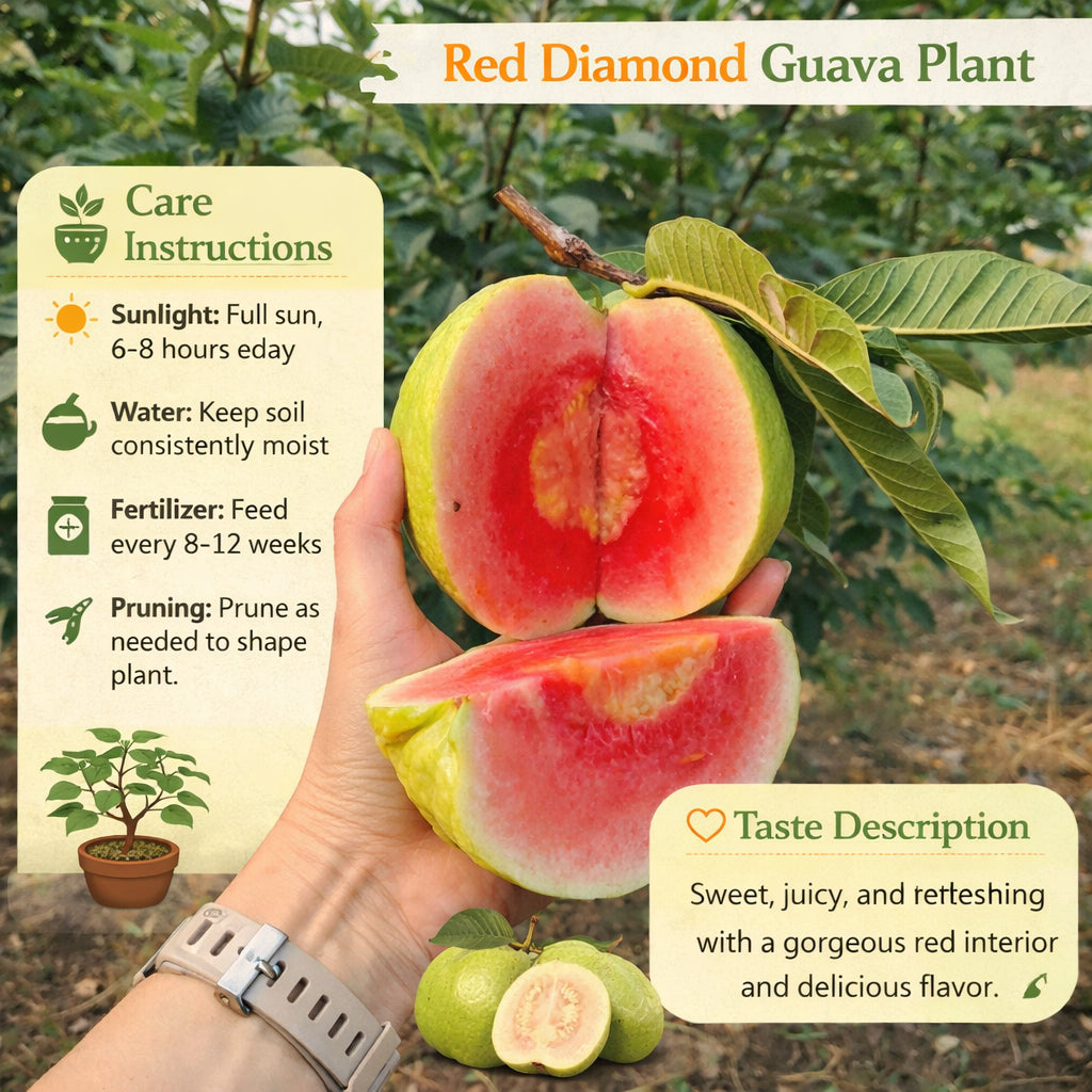 Red Diamond Guava Air Layered Healthy Fruit Plant