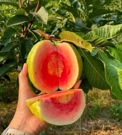 Red Diamond Guava Air Layered Healthy Fruit Plant