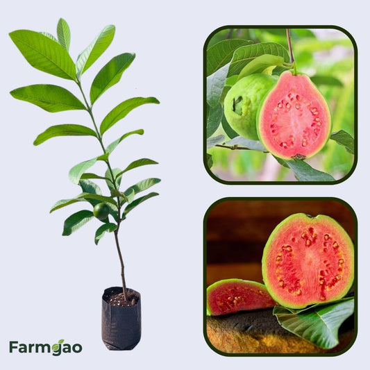 Red Fleshed Guava Air Layered Healthy Fruit Plant