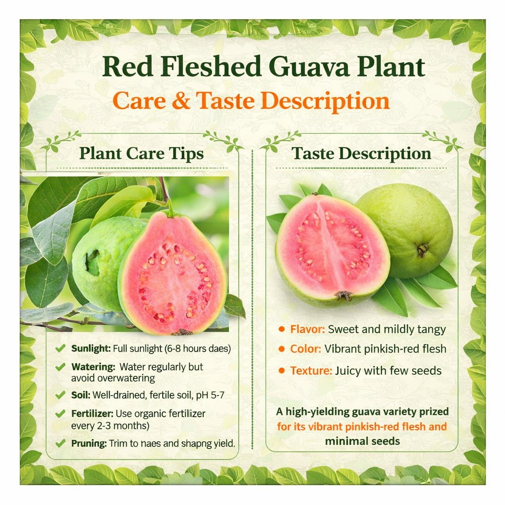 Red Fleshed Guava Air Layered Healthy Fruit Plant