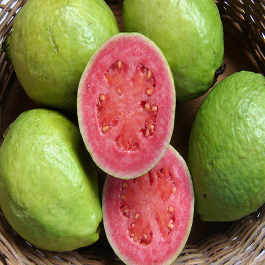 Red Fleshed Guava Air Layered Healthy Fruit Plant