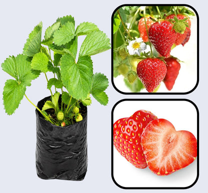 Red Gauntlet Strawberry Healthy Sweet Home Garden Kitchen Garden Terrace Balcony Fruit Plant