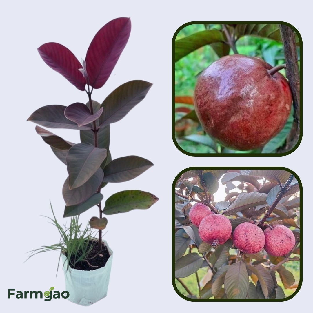 Red Hybrid Guava Air Layered Healthy Fruit Plant