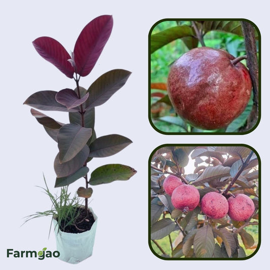 Red Hybrid Guava Air Layered Healthy Fruit Plant