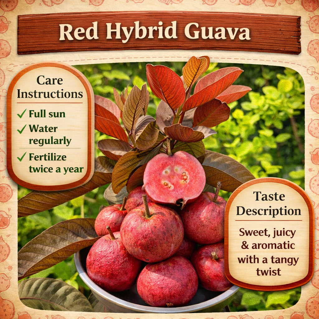 Red Hybrid Guava Air Layered Healthy Fruit Plant