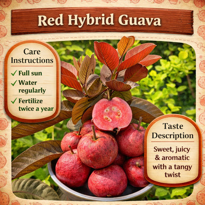 Red Hybrid Guava Air Layered Healthy Fruit Plant