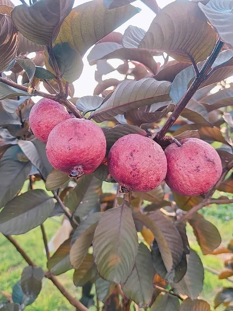 Red Hybrid Guava Air Layered Healthy Fruit Plant