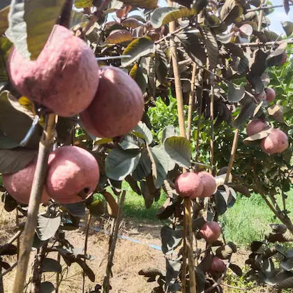 Red Hybrid Guava Air Layered Healthy Fruit Plant