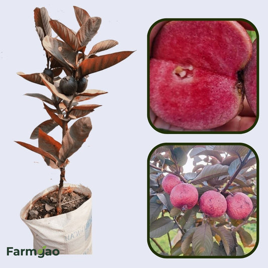 Red Indian Guava Air Layered Healthy Fruit Plant