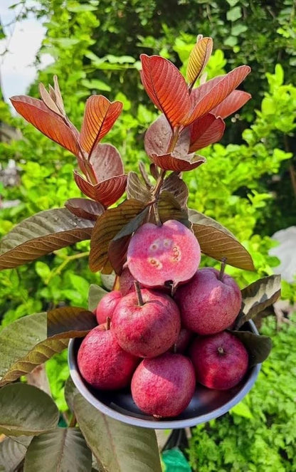 Red Indian Guava Air Layered Healthy Fruit Plant