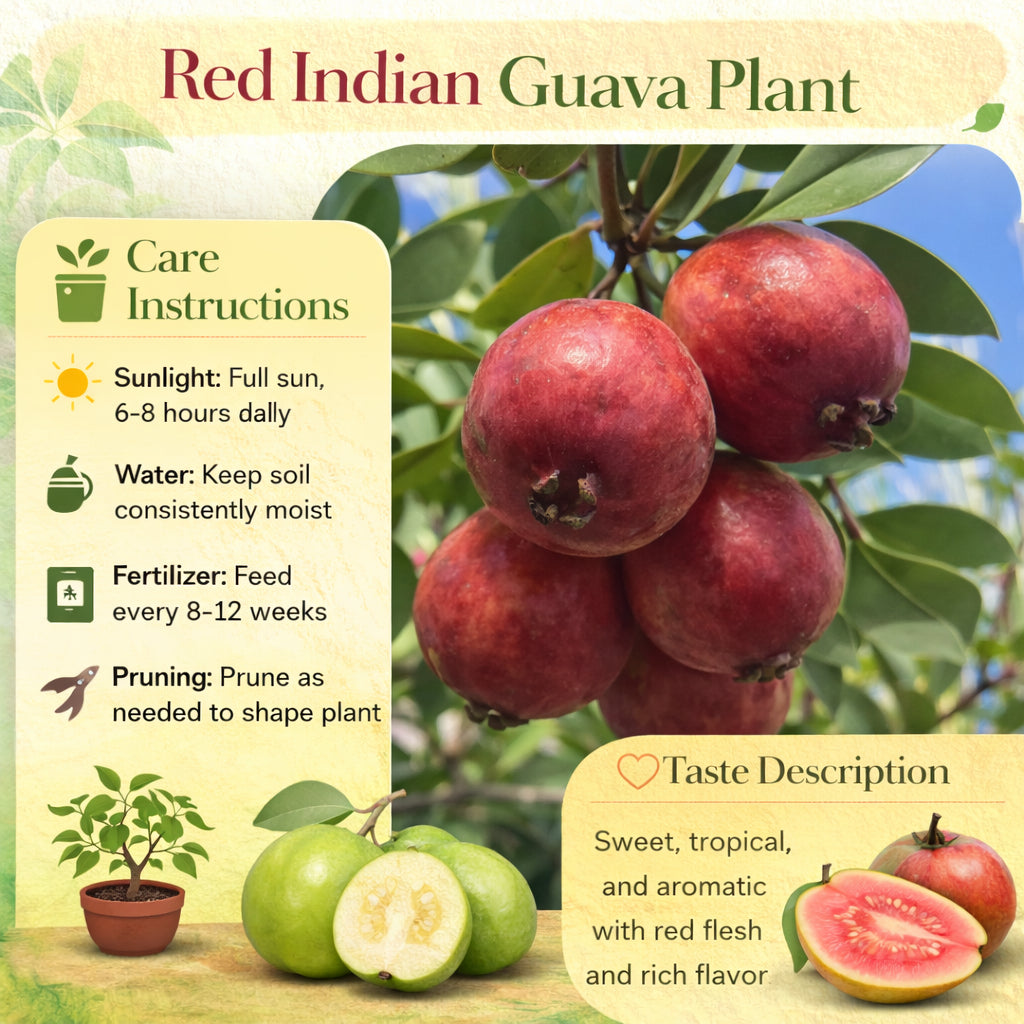 Red Indian Guava Air Layered Healthy Fruit Plant