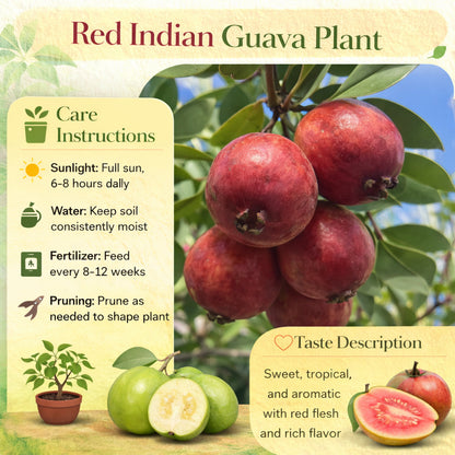 Red Indian Guava Air Layered Healthy Fruit Plant