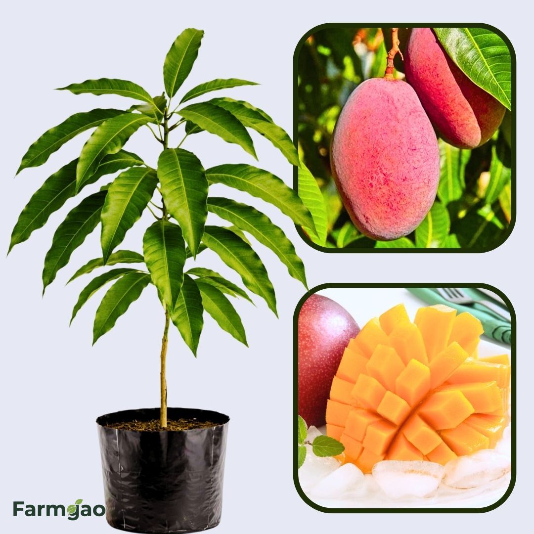 Red Japanese Miyazaki Mango Aam Grafted Healthy Fruit Plant