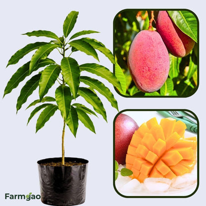 Red Japanese Miyazaki Mango Aam Grafted Healthy Fruit Plant