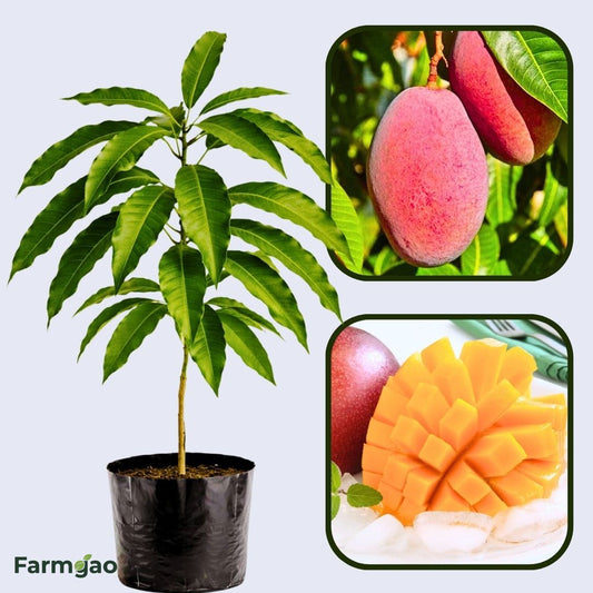 Red Japanese Miyazaki Mango Aam Grafted Healthy Fruit Plant