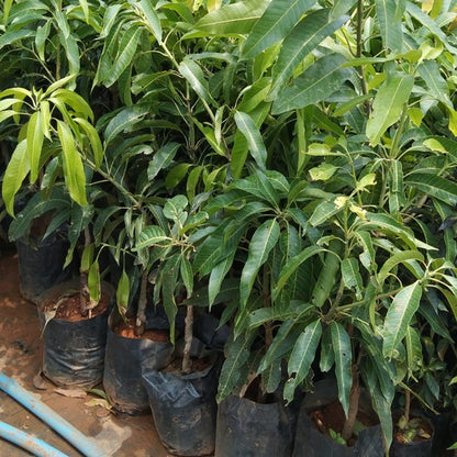 Red Japanese Miyazaki Mango Aam Grafted Healthy Fruit Plant