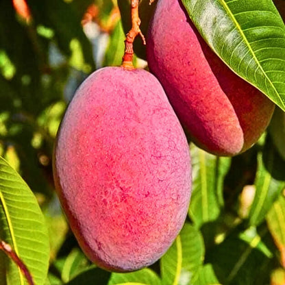 Red Japanese Miyazaki Mango Aam Grafted Healthy Fruit Plant