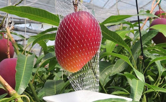 Red Japanese Miyazaki Mango Aam Grafted Healthy Fruit Plant