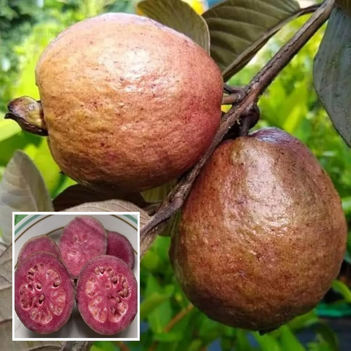 Red Malaysian Guava Air Layered Healthy Fruit Plant