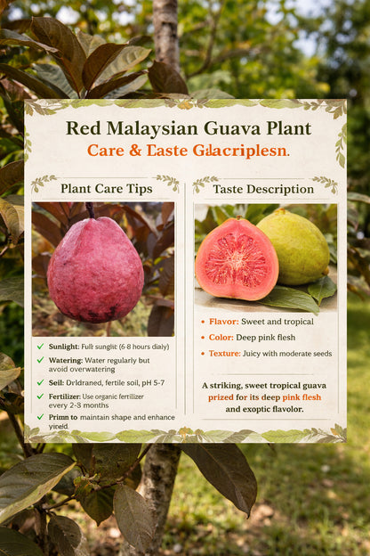Red Malaysian Guava Air Layered Healthy Fruit Plant
