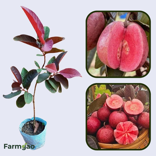 Red Supreme Guava Air Layered Healthy Fruit Plant