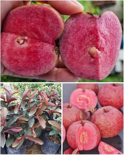 Red Supreme Guava Air Layered Healthy Fruit Plant