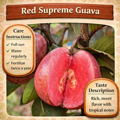 Red Supreme Guava Air Layered Healthy Fruit Plant